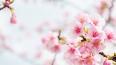 Прогноз погоды на 5 апреля: до +32 градусов ожидается в Кызылординской и Туркестанской областях