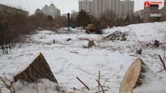 Где посадят деревья вместо вырубленных в старом центре Астаны