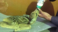 Павлодарские лесники выхаживают детёнышей косули