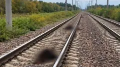 13 голов скота сбил пассажирский поезд в Акмолинской области