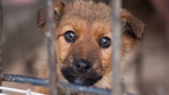 В СКО приюты для бездомных животных откроют в каждом районе до октября