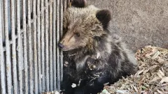 Медвежонок поселился на даче в Риддере, его поймали и отправили в усть-каменогорский зоопарк