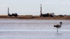 Чиновники Нур-Султана обратились к орнитологам, чтобы помочь фламинго на Талдыколе
