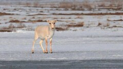 Мораторий на отстрел сайгаков продлили до 2024 года
