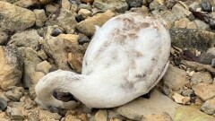 Массовый мор лебедей в Мангистау: число погибших птиц выросло до 1179