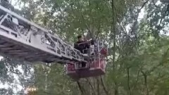 Для спасения кошки девочка забралась на дерево на высоту четвёртого этажа в Усть-Каменогорске