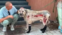 Оставили на привязи посреди пожара: обожжённый пёс из Астаны обрёл новый дом в Усть-Каменогорске