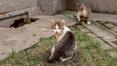 Стреляет в кошек из ружья. Жителя Актау привлекут к ответственности