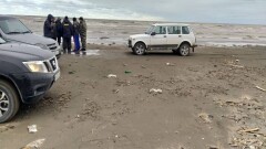 Около 700 мёртвых тюленей обнаружили на берегу Каспийского моря в Дагестане