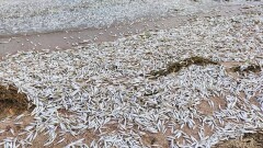 Около 400 кг мальков воблы погибло на Капшагайском водохранилище