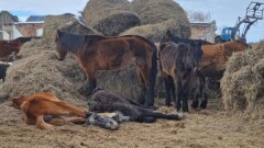 Лошади погибли из-за истощения в Акмолинской области. Для проверки туда выехали специалисты МСХ