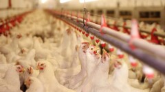 В Минсельхозе прокомментировали информацию о запрете Россией транзита мяса птицы из США