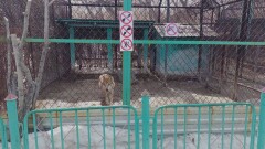 В зоопарке Усть-Каменогорска волк укусил ребёнка. Полиция отказалась заводить дело