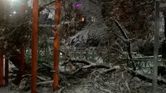 Гибель ребёнка из-за упавшего дерева: очевидцы рассказали подробности