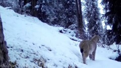 Снежный барс и туркестанская рысь попали на фотоловушки в нацпарке "Кольсайские озёра"