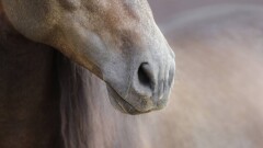 Жителя Шымкента привлекли к ответственности за жестокое обращение с лошадью на тое