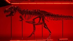 Скелет самого известного динозавра Tyrannosaurus Rex продали с аукциона