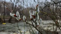 Прогноз погоды на 8 апреля: дождь, гроза и понижение температуры ожидаются на юге Казахстана