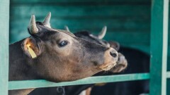 Сибирская язва на скотном рынке в Атырау: погибла ещё одна корова, одного человека госпитализировали