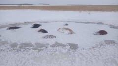 В Северном Казахстане 50 лошадей погибли, провалившись под лёд