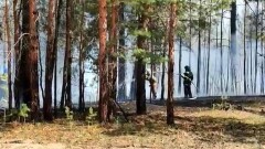 Лесной пожар тушат на трёх участках в резервате "Ертыс-орманы" Павлодарской области