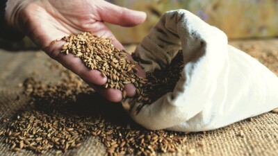 Обезопасить урожай и повысить его продуктивность: центр здоровых семян создадут в Казахстане
