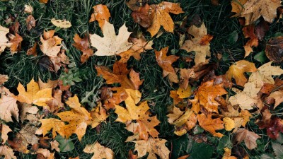 Прогноз погоды на 17 октября: на западе страны пройдут осадки, на остальной территории сухо и тепло