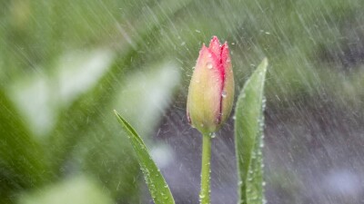 Прогноз погоды на 29 апреля: в Астане и Алматы ожидается дождь