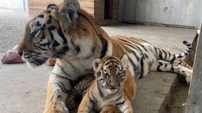 Карагандинский зоопарк объявил конкурс на лучшие имена тигрятам, родившимся у них впервые за 15 лет