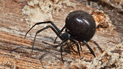 90 голов скота погибло в Атырауской области из-за укусов каракурта