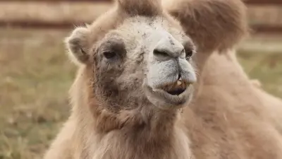 Ребёнок попал в больницу после нападения верблюда прямо на улице в Кульсары