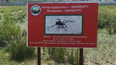 Отдыхающих предупреждают о нашествии опасных каракуртов в Баянаульском нацпарке