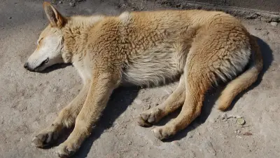 Отстрельщика собак в Семее наказали за нарушение правил обращения с животными 