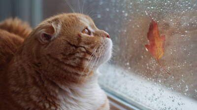 Прогноз погоды на 9 ноября: дождь, туман и гололёд ожидаются в Алматы и местами на юге Казахстана