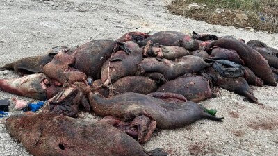 Массовая гибель тюленей в Мангистау: количество туш увеличилось вдвое