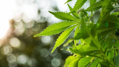 В Германии с 1 апреля разрешат употребление каннабиса