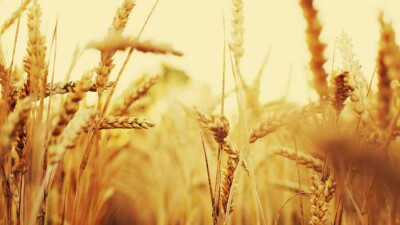 Прогноз погоды на 21 сентября: до 35 градусов жары ожидается на юге Казахстана