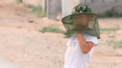 Жители Туркестанской области не могут выйти на улицу из-за нашествия мошек