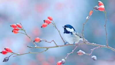Прогноз погоды на 18 января: осадков не ожидается на всей территории Казахстана