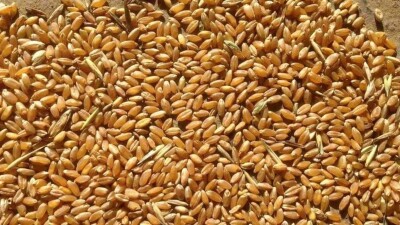 Требовали взятку зерном. К длительным срокам приговорили полицейских в Костанайской области