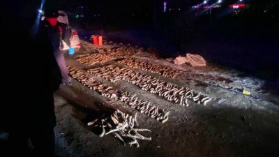 Почти 600 сайгачьих рогов обнаружили полицейские в машине в Уральске