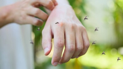 Самая серьёзная вспышка в истории страны: почти 1000 человек умерли от лихорадки Денге в Бангладеш
