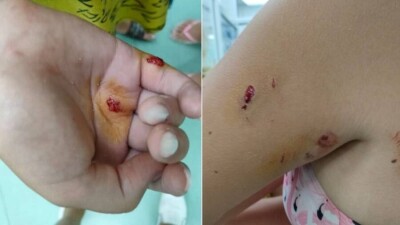 СМИ: Тюлень напал на детей в Актау