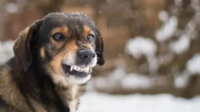 Свора собак едва не растерзала 52-летнюю жительницу Алматинской области