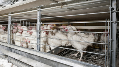 Компенсацию в 740 млн тенге выплатил Минсельхоз пострадавшим из-за птичьего гриппа