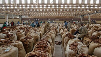 8 млн смертей ежегодно. Выращивать продукты питания вместо табака призвала ВОЗ