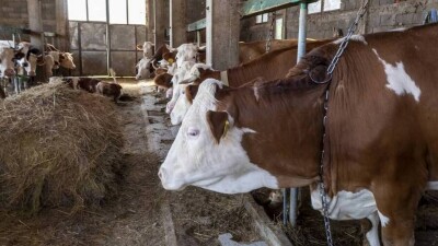 Ограничения из-за бруцеллёза ввели в Костанайской и Северо-Казахстанской областях
