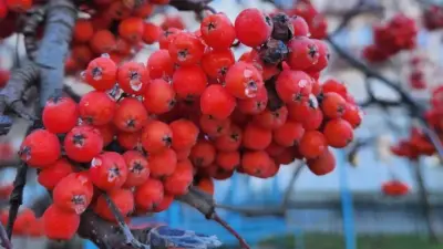 Прогноз погоды на 18 ноября: осадков не ожидается на всей территории страны