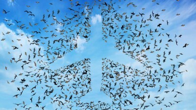 Около 50 столкновений самолётов с птицами произошло в аэропортах Казахстана