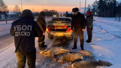 Браконьеры застрелили почти 50 косуль на севере Казахстана